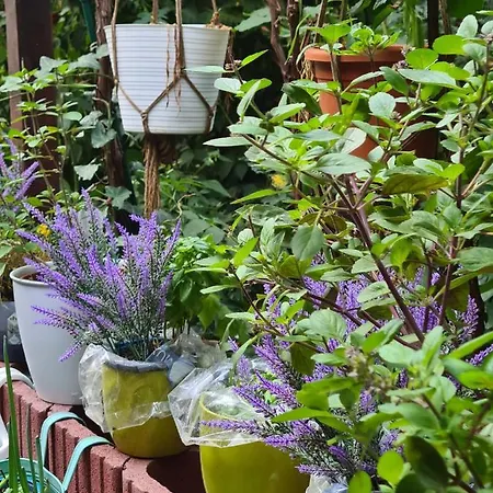 Quarto em Acomodações Particulares Cozy With A Beautiful Garden View *