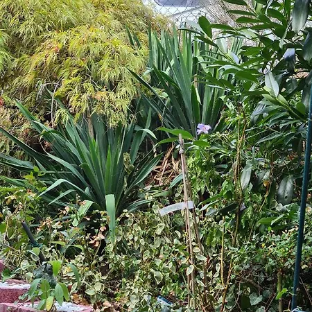 Quarto em Acomodações Particulares Cozy With A Beautiful Garden View