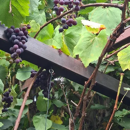 Cozy With A Beautiful Garden View * Baunatal