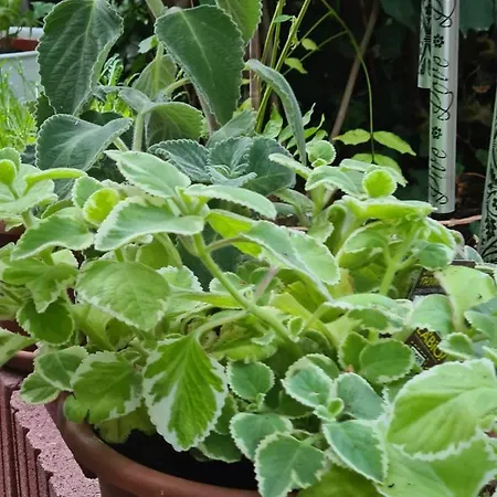 Cozy With A Beautiful Garden View