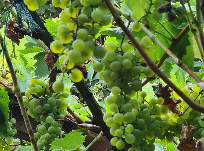 Homestay szállás Cozy With A Beautiful Garden View