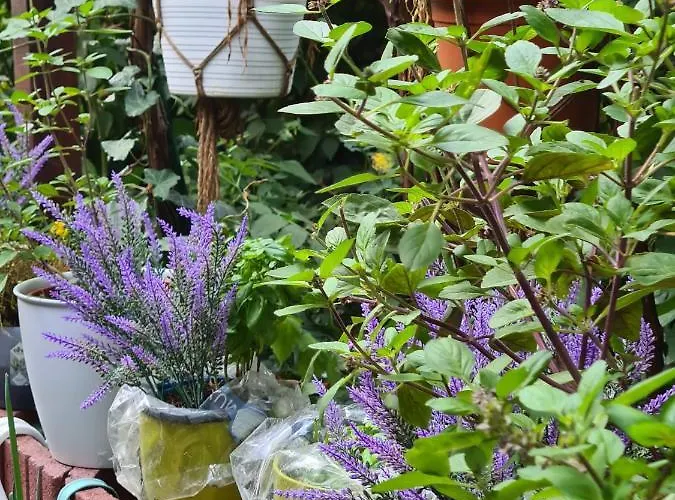 Homestay szállás Cozy With A Beautiful Garden View *