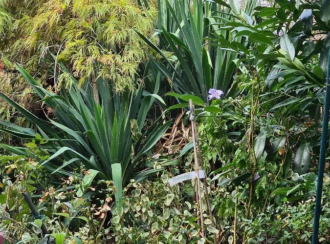 ホームステイ Cozy With A Beautiful Garden View