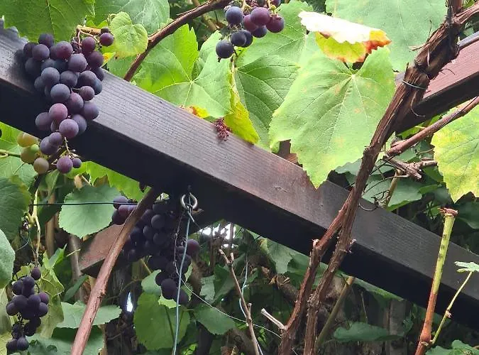 Cozy With A Beautiful Garden View * Baunatal