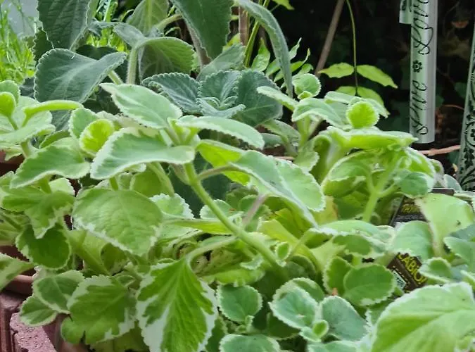 Cozy With A Beautiful Garden View